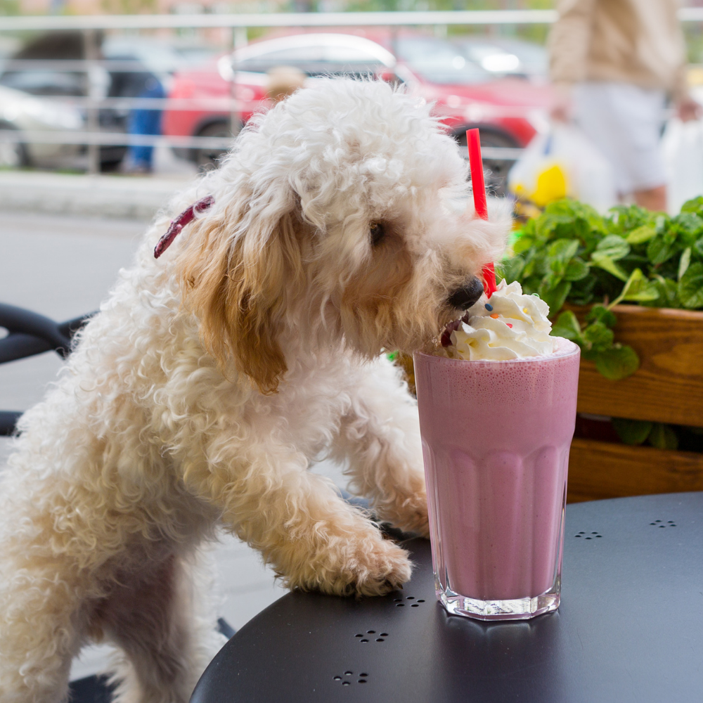 dog friendly cafe yarra valley