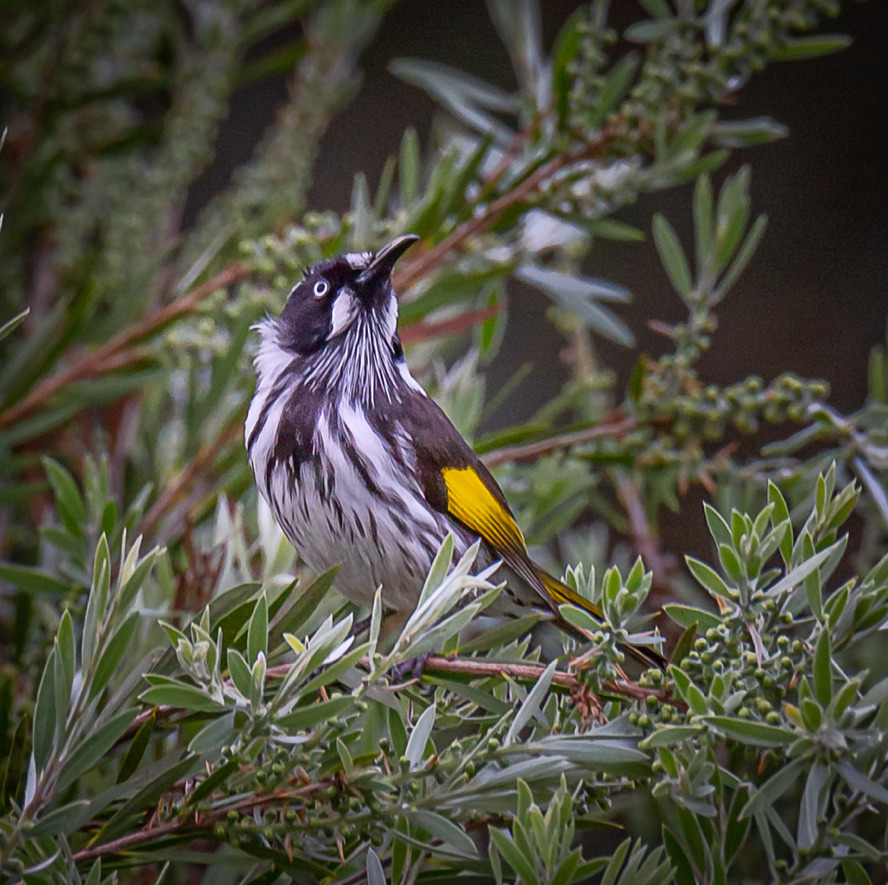 Best BnB Wildlife Contact us Eastern Rosella