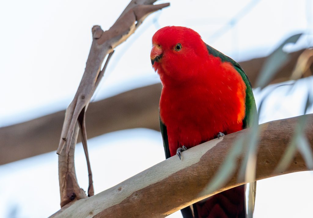 Best BnB Contact Us Wildlife Cockatoo 