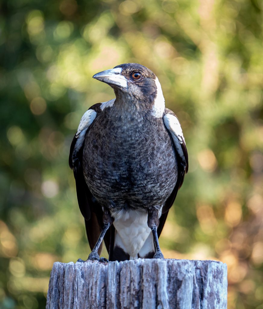 Best BnB Wildlife Cockatoo 