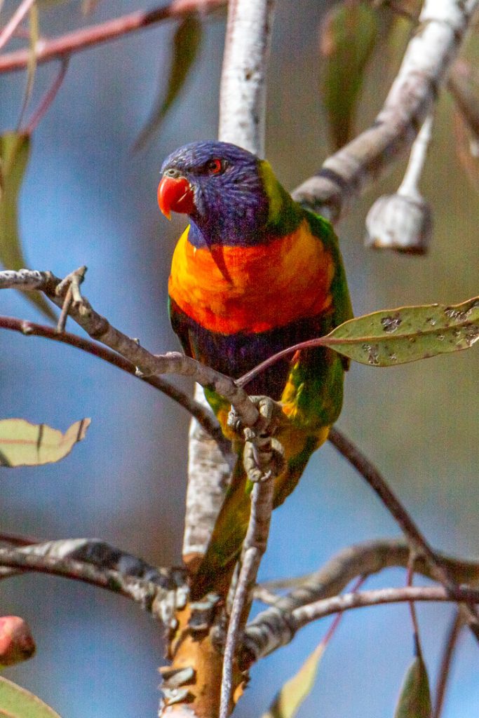 Best BnB Wildlife Contact us Eastern Rosella