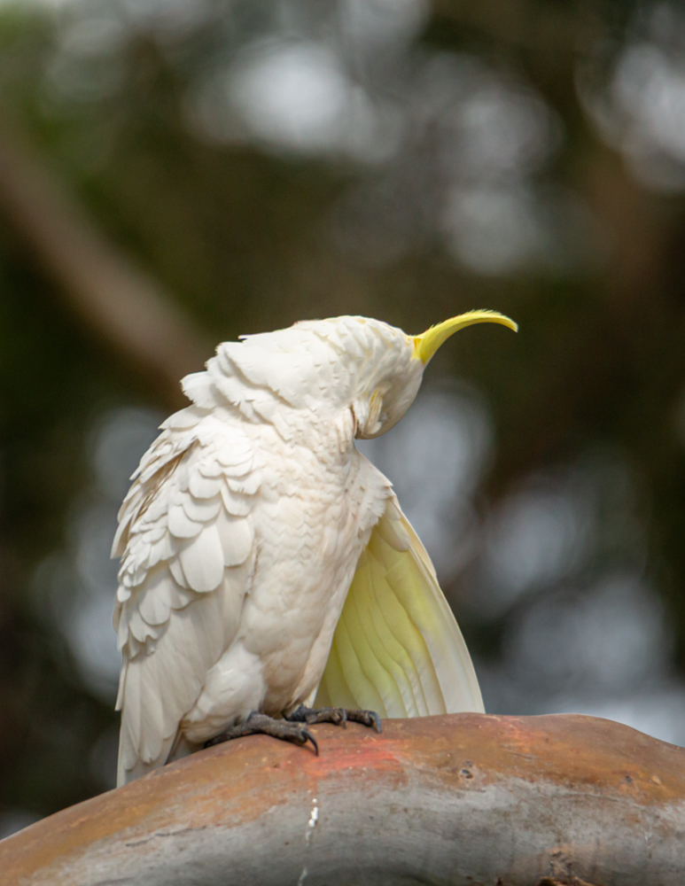 Best BnB Wildlife Cockatoo 