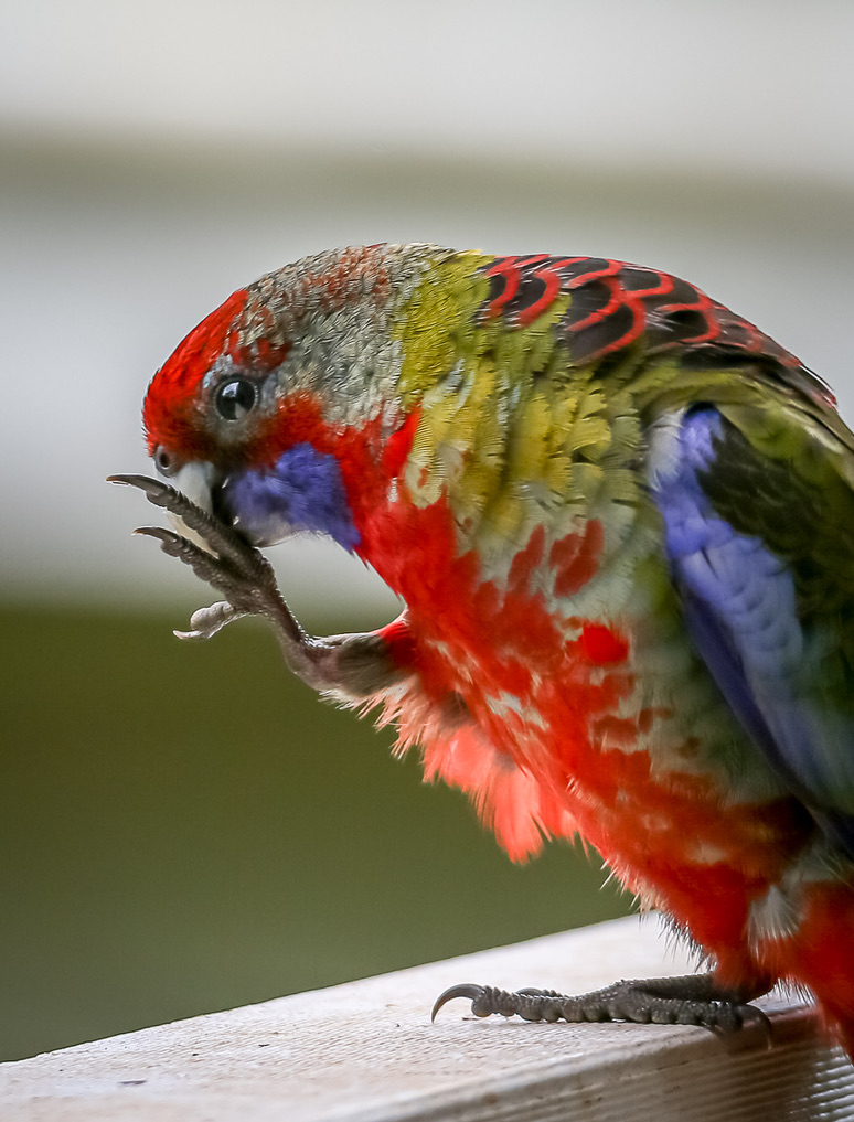 Best BnB Wildlife Contact us Eastern Rosella