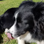 Best BNB In the yarra valley